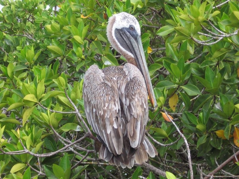 pelican bird Puerto Ayora
